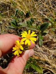 Brachyglottis adamsii