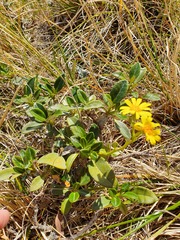 Brachyglottis adamsii