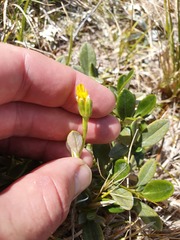 Brachyglottis adamsii