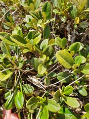 Brachyglottis adamsii