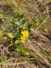 Brachyglottis adamsii