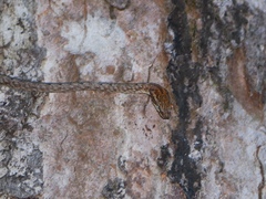 Dryophiops rubescens