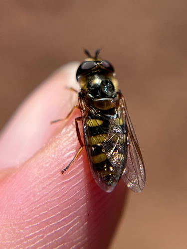 Unknown species found near Otay Lakes Rd, Chula Vista, CA, US