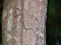 Dryophiops rubescens