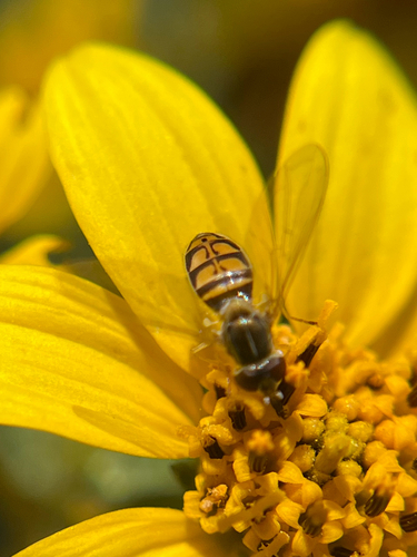 Unknown species found near Chula Vista, CA, US