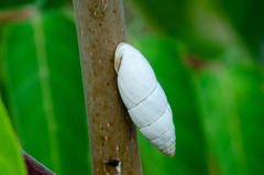 Brephulopsis cylindrica