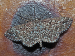Scopula inscriptata
