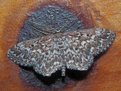Scopula inscriptata
