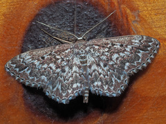 Scopula inscriptata