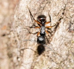 Polyrhachis femorata