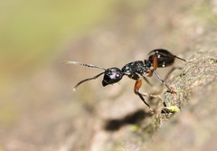 Polyrhachis femorata