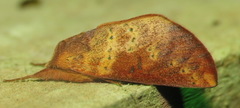 Hemiceras punctata