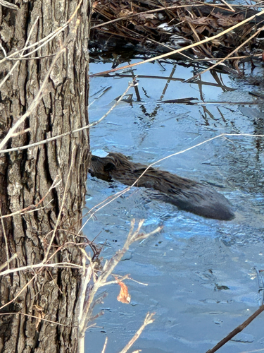 American Beaver photographed in Minnesota