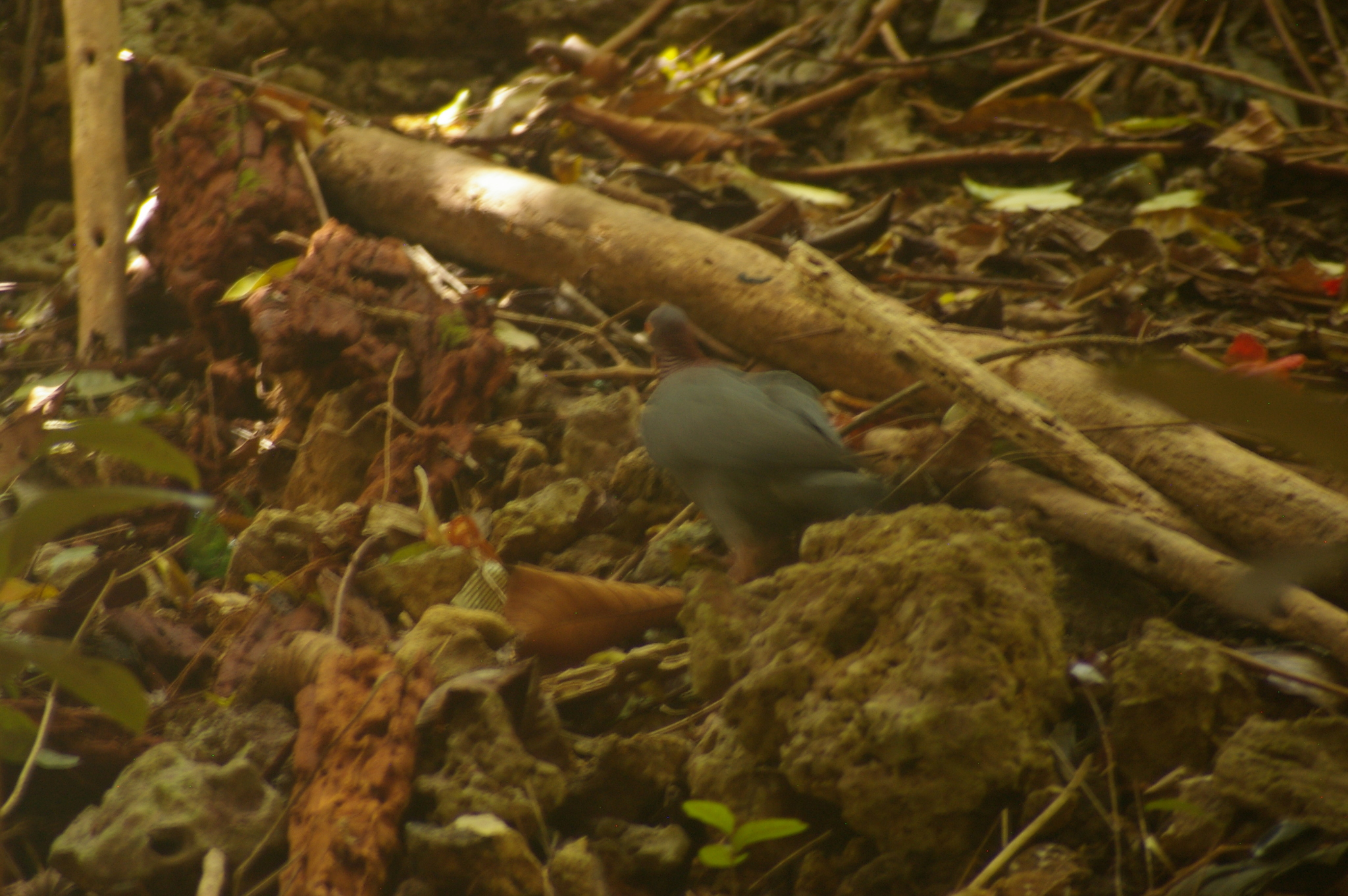 Scaly-naped Pigeon (Patagioenas squamosa), photo 5