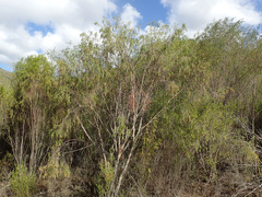 Passerina obtusifolia