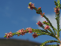 Passerina obtusifolia