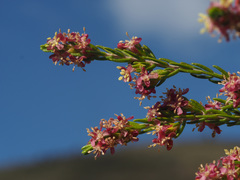Passerina obtusifolia