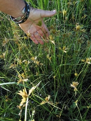 Cyperus polystachyos polystachyos