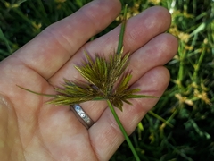 Cyperus polystachyos polystachyos