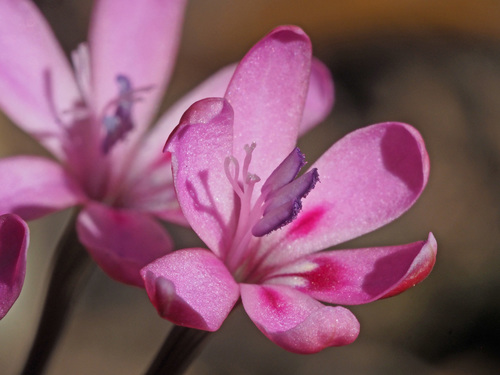 Freesia verrucosa