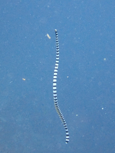 Yellow-lipped Sea Krait