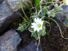 Cerastium krylovii