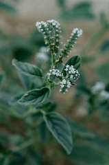 Heliotropium ellipticum