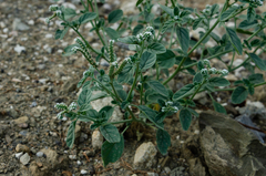 Heliotropium ellipticum