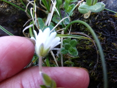 Cerastium krylovii
