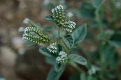Heliotropium ellipticum