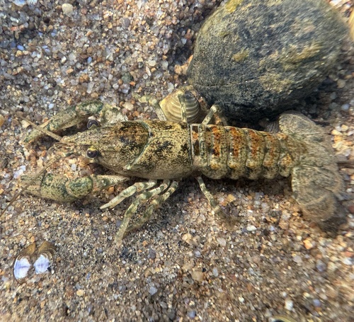 Spinycheek Crayfish, photo 2 of 7