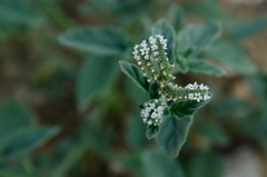 Heliotropium ellipticum