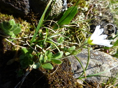 Cerastium krylovii