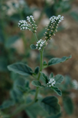 Heliotropium ellipticum