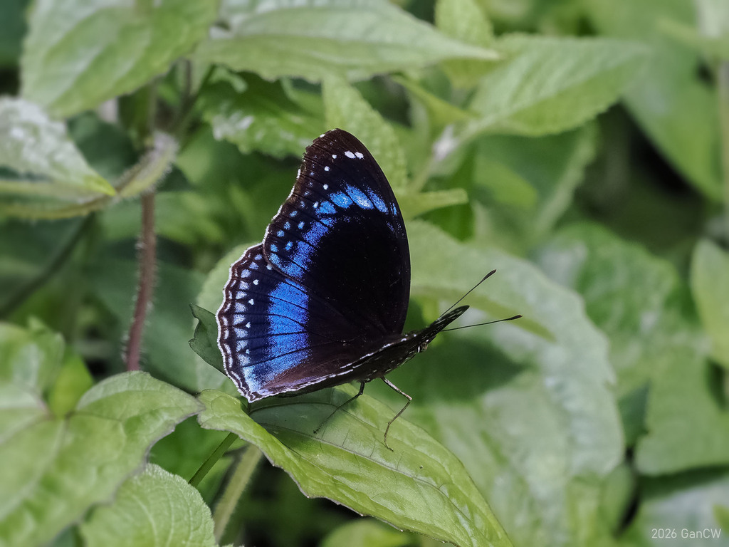 Hypolimnas alimena (Hypolimnas alimena)