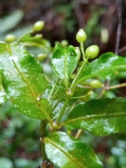 Psychotria andevorantensis image