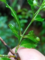 Psychotria andevorantensis image