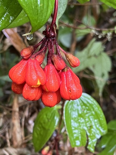 Bomarea campanularia (Bomarea campanularia)
