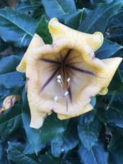 Solandra