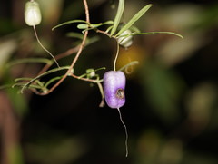 Billardiera macrantha