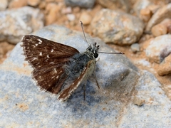 Spialia orbifer