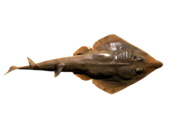 Smoothback Guitarfish photo 3
