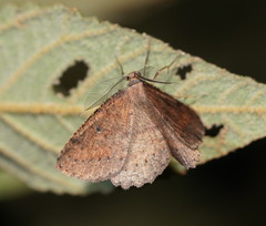 Casbia melanops