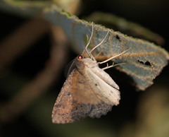 Casbia melanops
