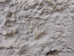 Empicoris culiciformis