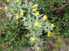 Andryala pinnatifida, photograph (c) Andreas Taeger, some rights reserved (CC BY)