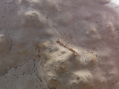 Empicoris culiciformis