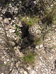 Bulbostylis paradoxa