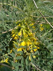 Astragalus macrocarpus