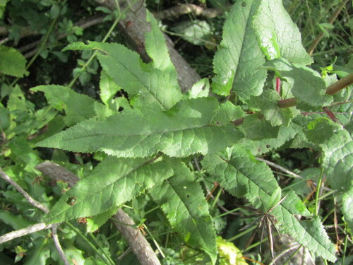 Senecio otites, 2026-03-07